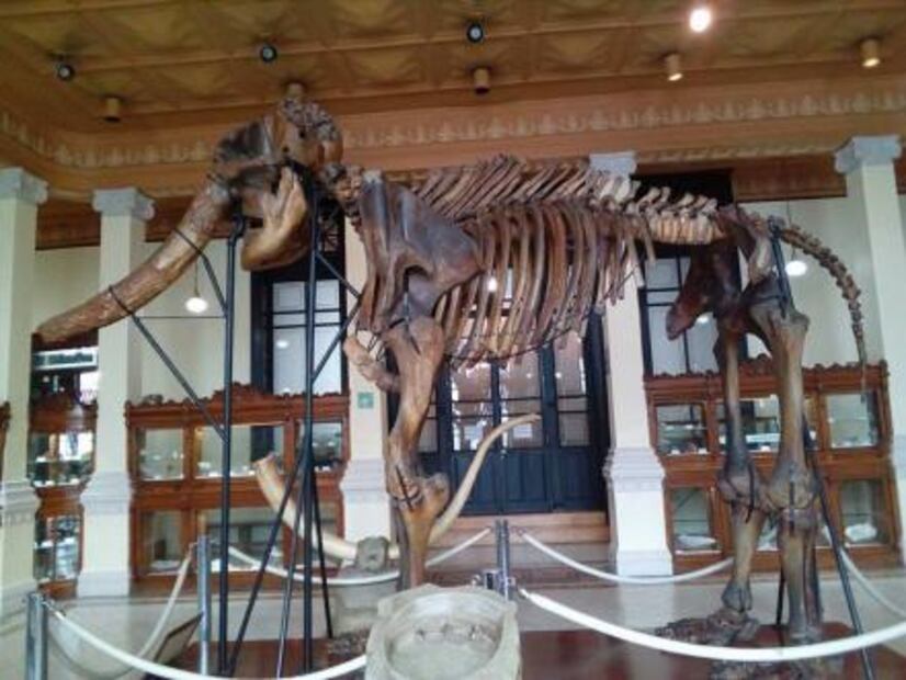 La estación del Metro que puede presumir un mamut