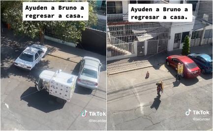 TikTok: Familia busca a perrito pérdido con megáfono; "a comer, Bruno"