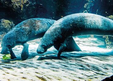 Toxic seaweed might be responsible for the death of 37 manatees