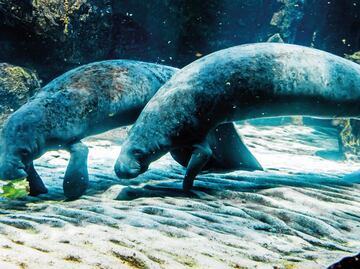 Toxic seaweed might be responsible for the death of 37 manatees