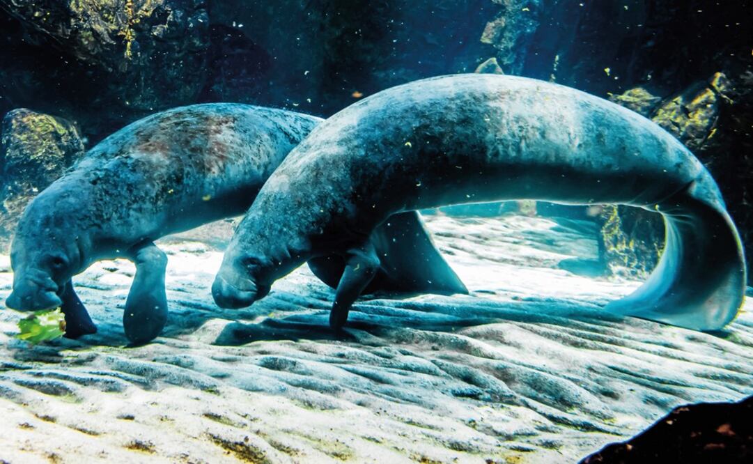 37 manatees have been found dead so far – Photo: File Photo/EL UNIVERSAL
