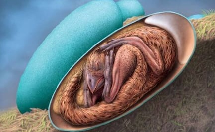 Hallan en China un embrión de dinosaurio perfectamente preservado