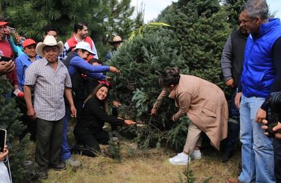 Inicia venta de árboles de Navidad en el Ajusco; estos son los costos