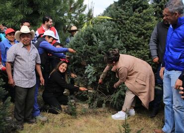 Inicia venta de árboles de Navidad en el Ajusco; estos son los costos
