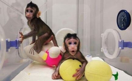 PETA considera la clonación de monos como un “espectáculo de terror"