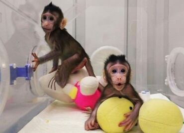 PETA considera la clonación de monos como un “espectáculo de terror"