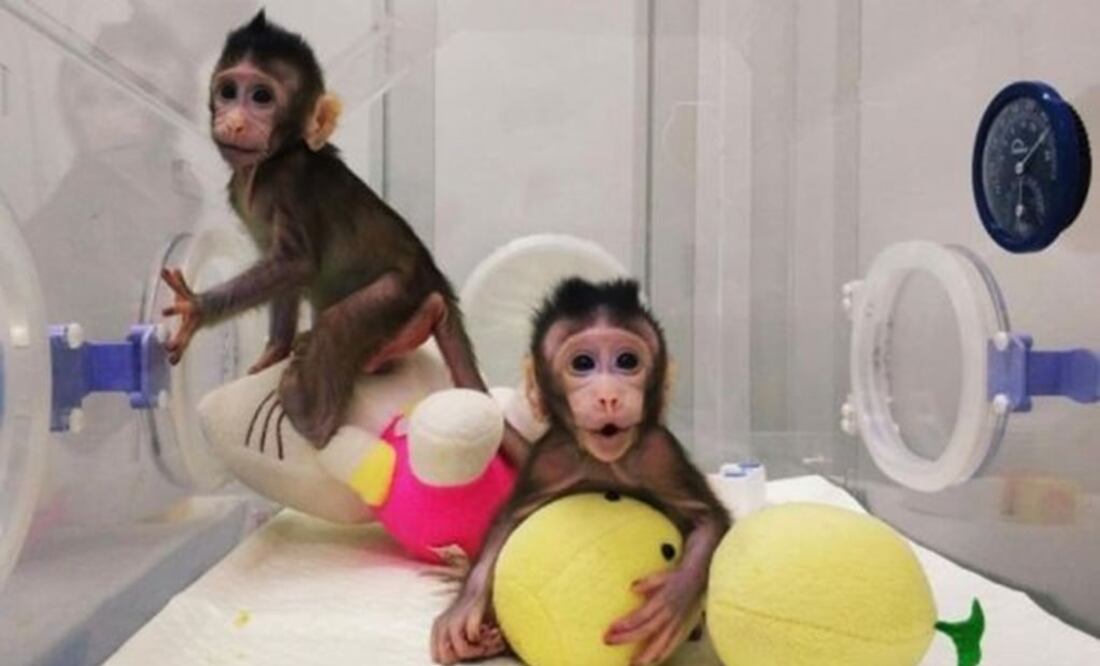 on dos hembras de siete y ocho semanas de edad llamadas Zhong Zhong y Hua Hua. (Foto: AFP)