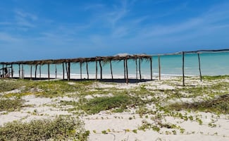 Reportan nuevos daños a dunas costeras de Yucatán; denuncian retiro de manglar en Sisal para instalar palapas