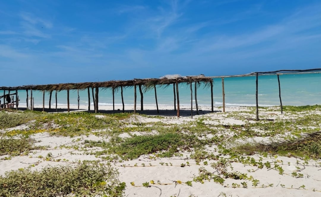 Reportan nuevos daños a dunas costeras y denuncian retiro de manglar. Foto: especial