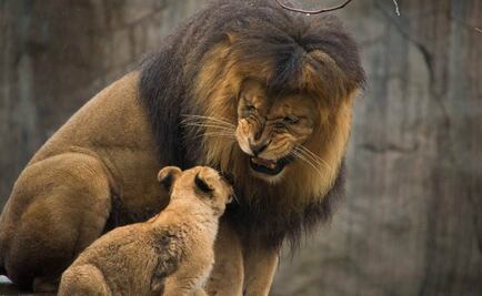 África Occidental y Central pueden perder mitad de sus leones
