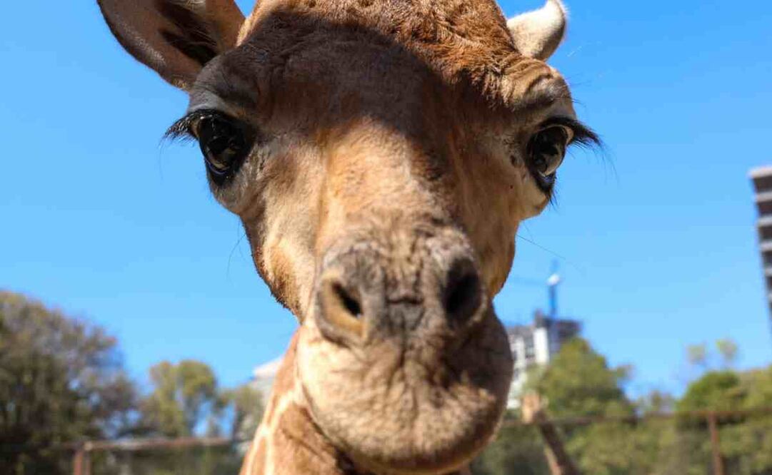 Bartolo o bartolomeo nombre de la jirafa bebé de chapultepec. Foto: Especial