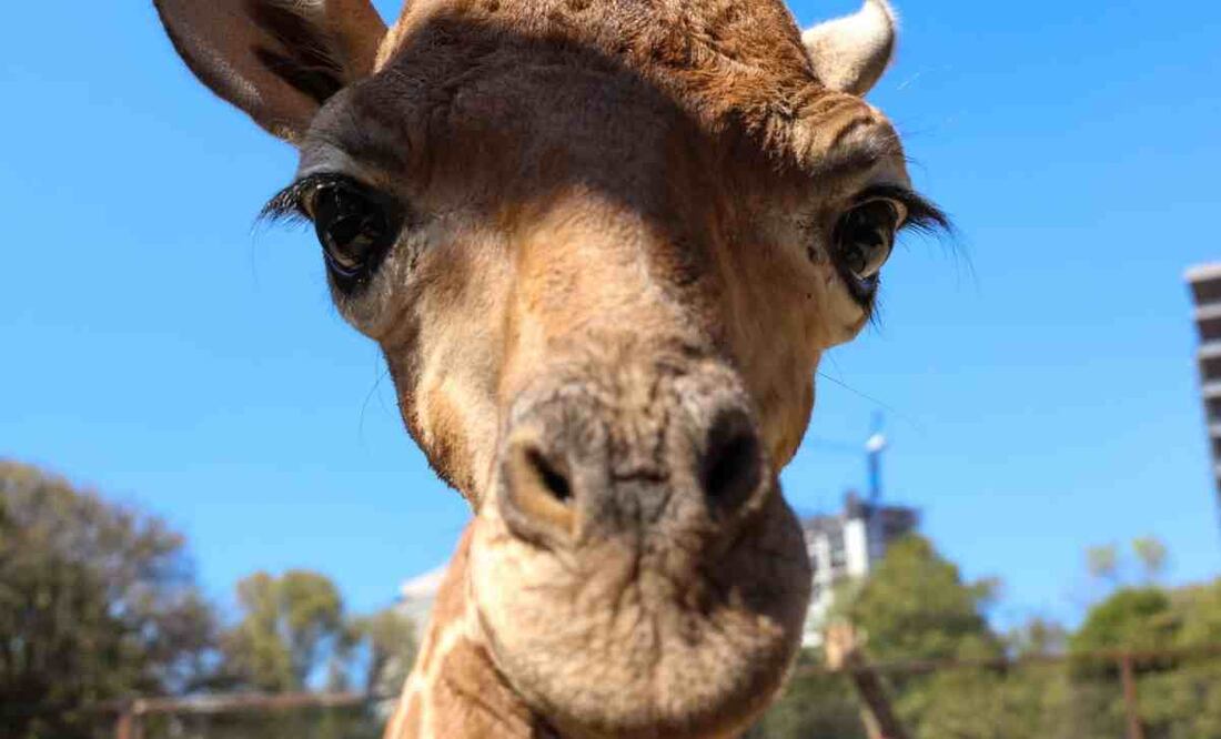Bartolo o bartolomeo nombre de la jirafa bebé de chapultepec. Foto: Especial