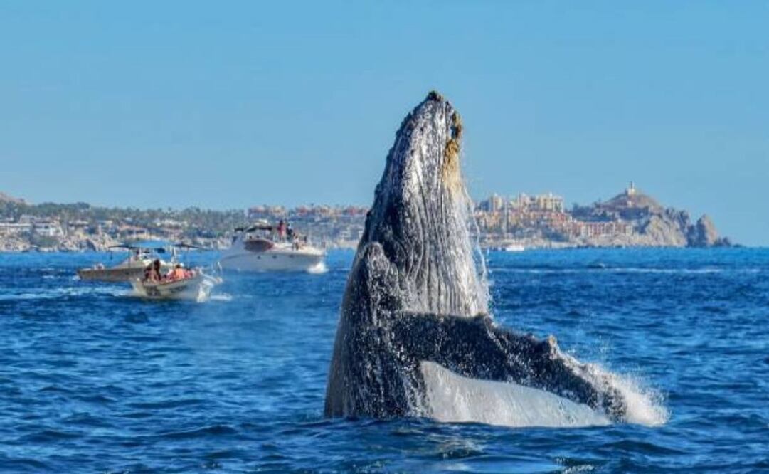 Las ballenas llegan a costas mexicanas de diciembre a abril. (19/12/24) Foto: iStock