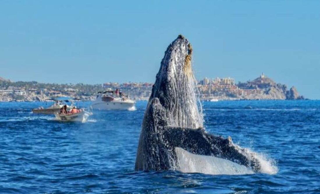 Las ballenas llegan a costas mexicanas de diciembre a abril. (19/12/24) Foto: iStock