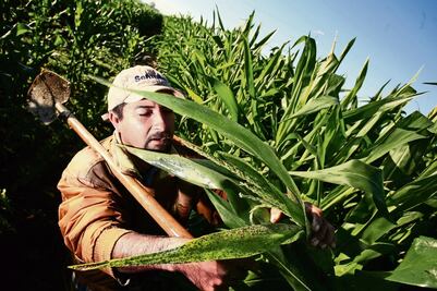 Rescatan plantas subutilizadas de la milpa