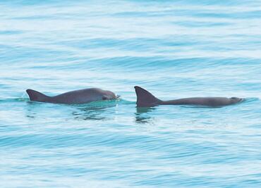 “Salvar a la vaquita marina es prioridad”