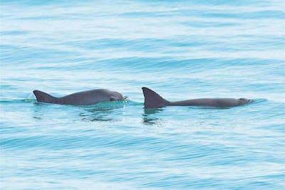 “Salvar a la vaquita marina es prioridad”