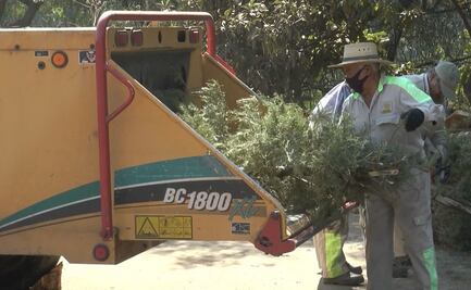 Suman 3 mil 700 árboles de Navidad convertidos en composta en la Álvaro Obregón