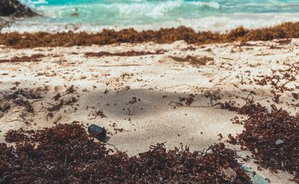 La isla de Quintana Roo a donde casi no llega el sargazo 