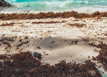 La isla de Quintana Roo a donde casi no llega el sargazo