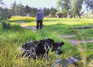 Busca PRD crear primer instituto de protección animal