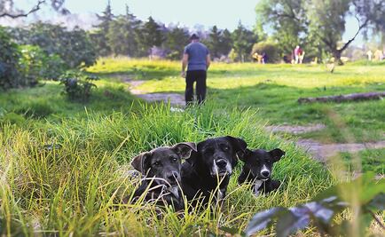 Busca PRD crear primer instituto de protección animal