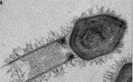 Descubren dos nuevos virus gigantes capaces de ensamblar proteínas