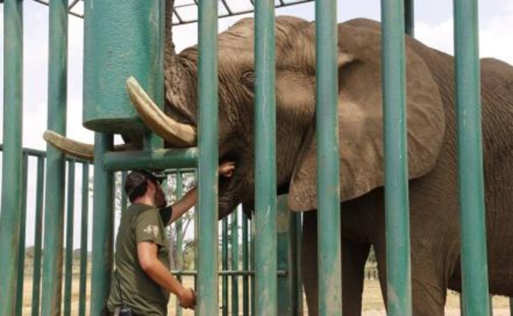 Tombo, el elefante del zoológico de Tabasco que pinta y busca novia