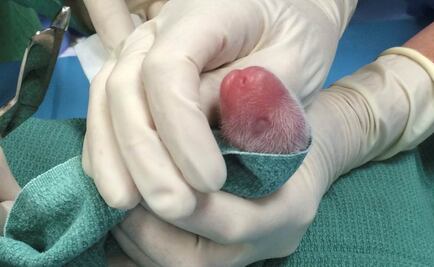 Nacen dos crías de panda en el zoo de Washington