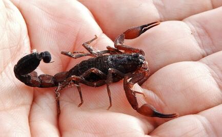Mujer es picada por alacrán dentro de la Línea 2 del Metro; recibe atención inmediata
