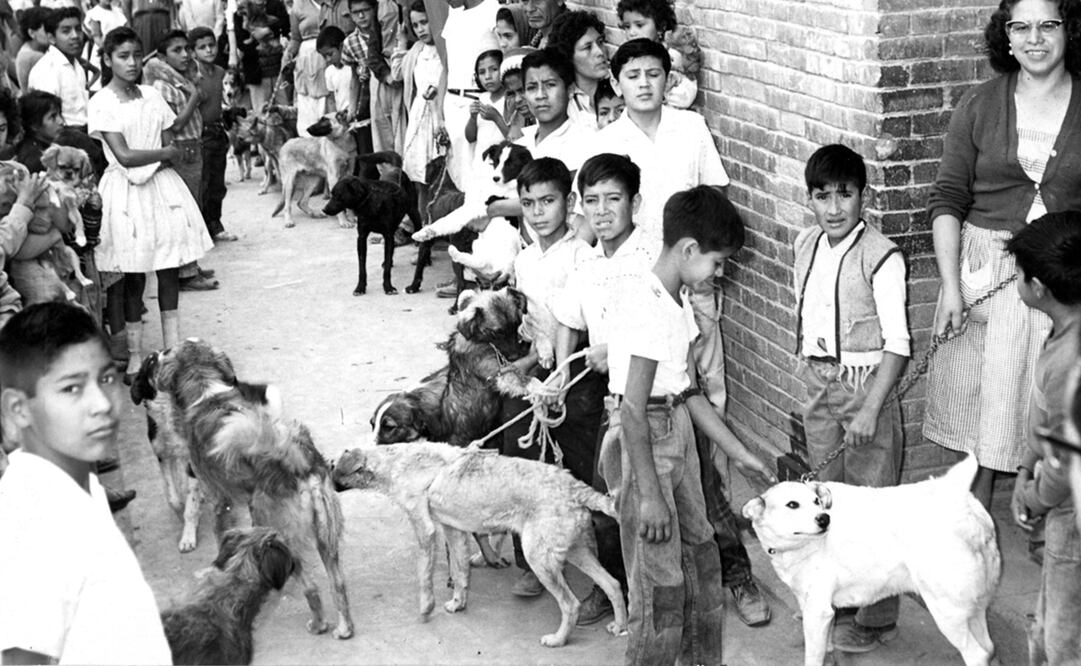 Fila durante la campaña antirrábica de marzo de 1963. Gracias a la constante y correcta difusión de los efectos de la rabia, la demanda por vacunación para animales de compañía aumentó con el paso del siglo XX. Por desgracia, era en zonas urbanas donde existía mejor oportunidad de inmunizar, pues en otros poblados solía escasear el medicamento. Foto: Archivo EL UNIVERSAL.