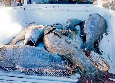 Sin freno, pesca de totoaba en el país