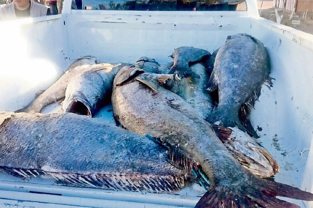 La pesca de totoaba, especie en veda permanente, generalmente es realizada durante las noches por grupos de traficantes, indican autoridades (ARCHIVO EL UNIVERSAL)