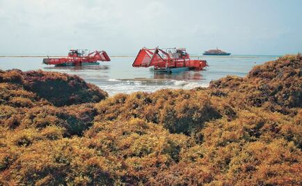 Mexico to pick up sargassum on the high seas