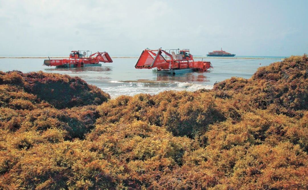 Massive sargassum reach to Mexican beaches is harming the marine ecosystem and affecting tourism industry – Photo: Juan Valdivia/EL UNIVERSAL