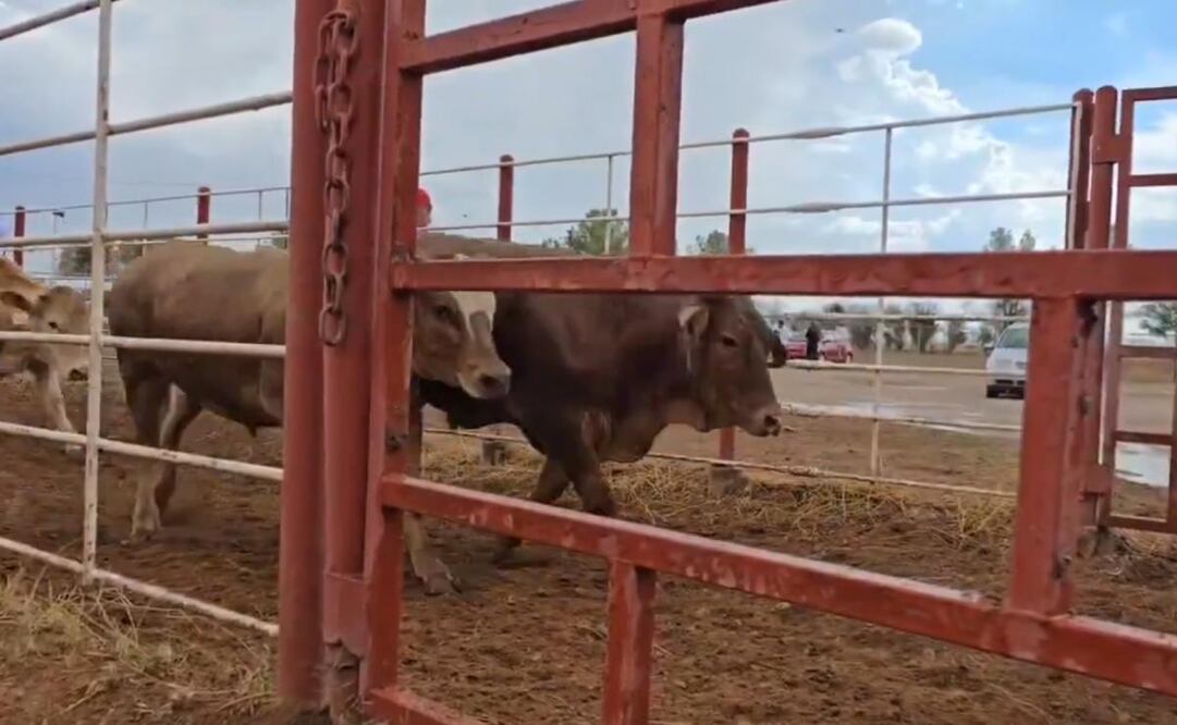 Cuesta entre 5 millones y 11.5 millones cierre de fronteras a ganado mexicano. Foto: Especial