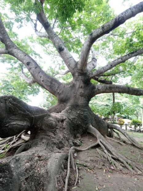 El árbol donde nació un mito de los barcos de Hernán Cortés