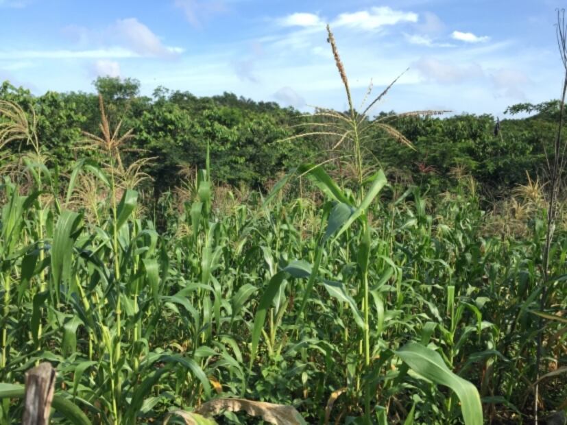 Tren Maya: Activistas hablan sobre "Sélvame Del Tren" y la intervención de famosos