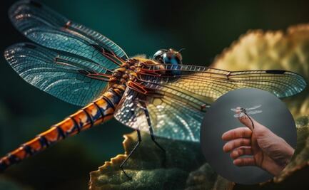 ¿Las libélulas pican o muerden? La respuesta de un experto