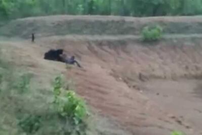 Oso mata a taxista por intentar tomarse una selfie con él