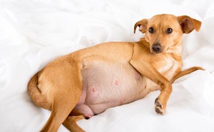 ¿A los cuántos días le crecen las mamas a una canina embarazada? Esto dice una experta