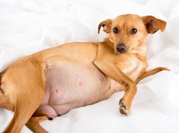 ¿A los cuántos días le crecen las mamas a una canina embarazada? Esto dice una experta
