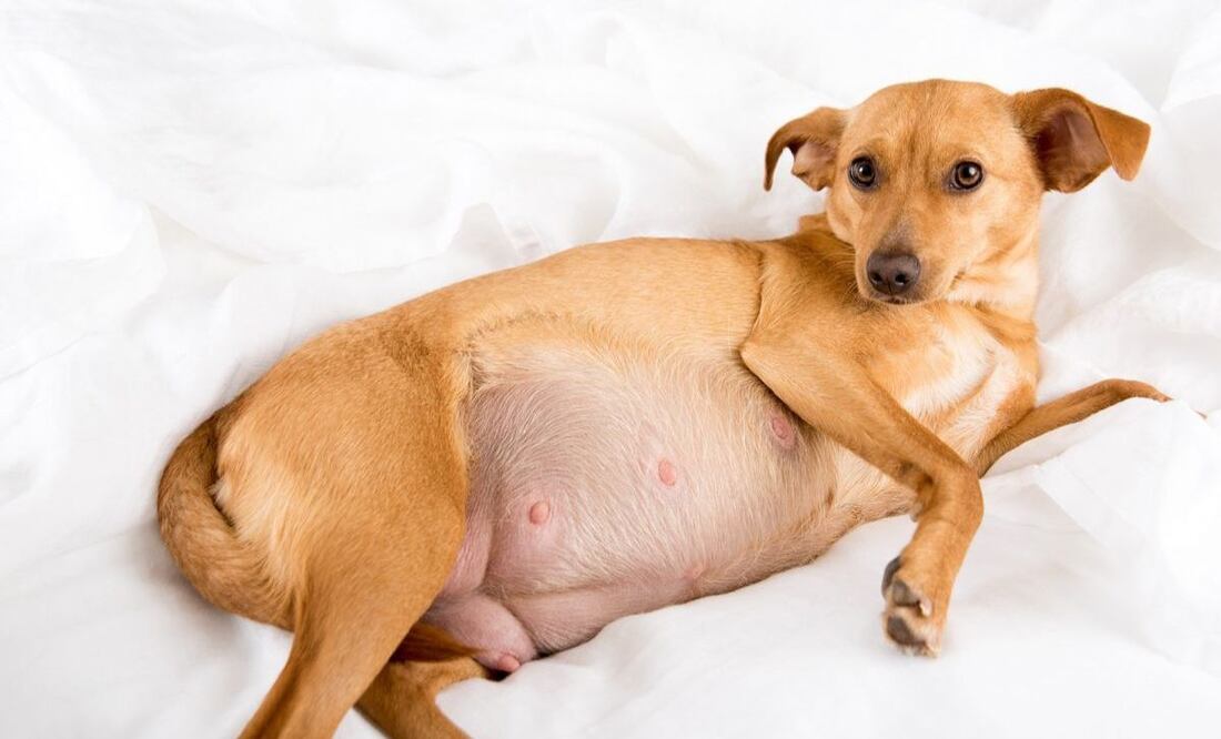 El embarazo en perras es un tema de gran responsabilidad para los dueños de mascotas. Fuente: Freepik