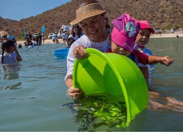 Liberan 40 mil crías de totoaba en Mar de Cortés