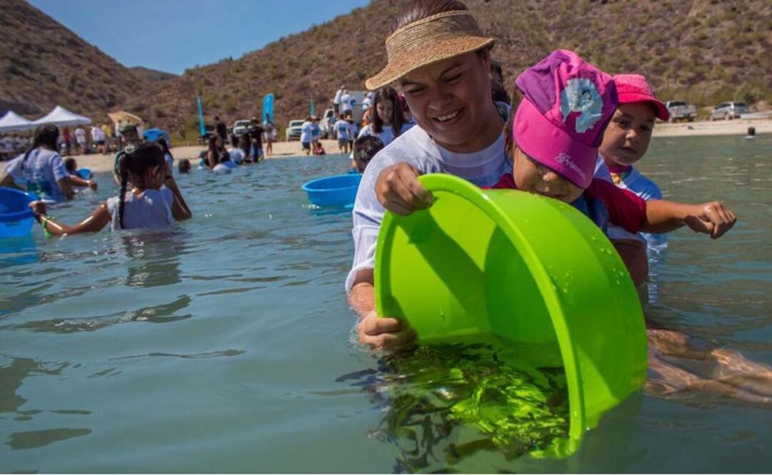 Liberan 40 mil crías de totoaba. Foto: Especial