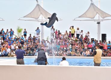 Reiniciarán terapias con delfines para niños con discapacidad en Sonora