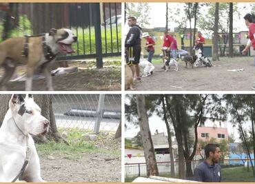 ¡Vámonos de pata de perro! Haz que tu mascota obedezca