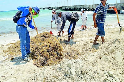 Emiten reglas de retiro de sargazo en playas