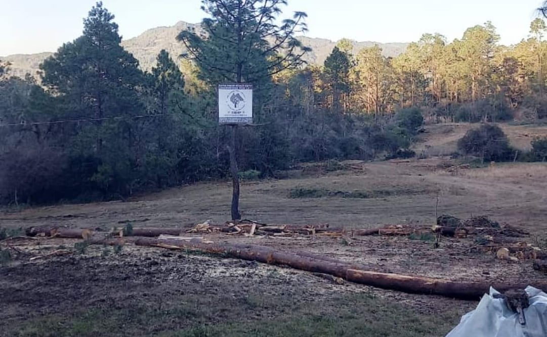 Habitantes de Huixtán, Chiapas, alertan por tala de 200 hectáreas de bosques; acusan intimidaciones de hombres armados.
Foto: Especial.
