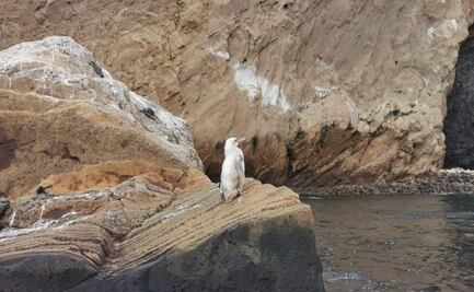 Un "raro" pingüino blanco fue descubierto en islas ecuatorianas de Galápagos